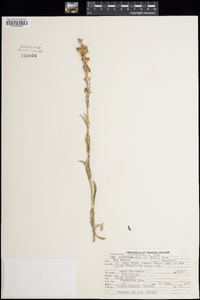 Penstemon linarioides var. coloradoensis image