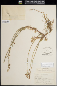 Penstemon linarioides subsp. sileri image