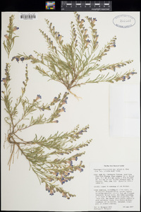 Penstemon linarioides image