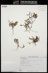 Sedum cupressoides image