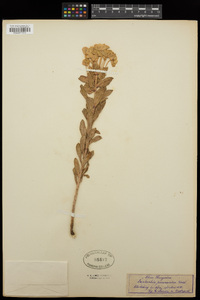 Euphorbia pannonica image