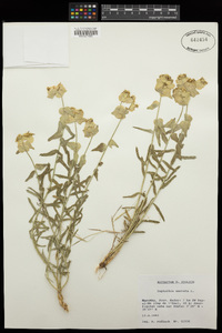 Euphorbia serrata image