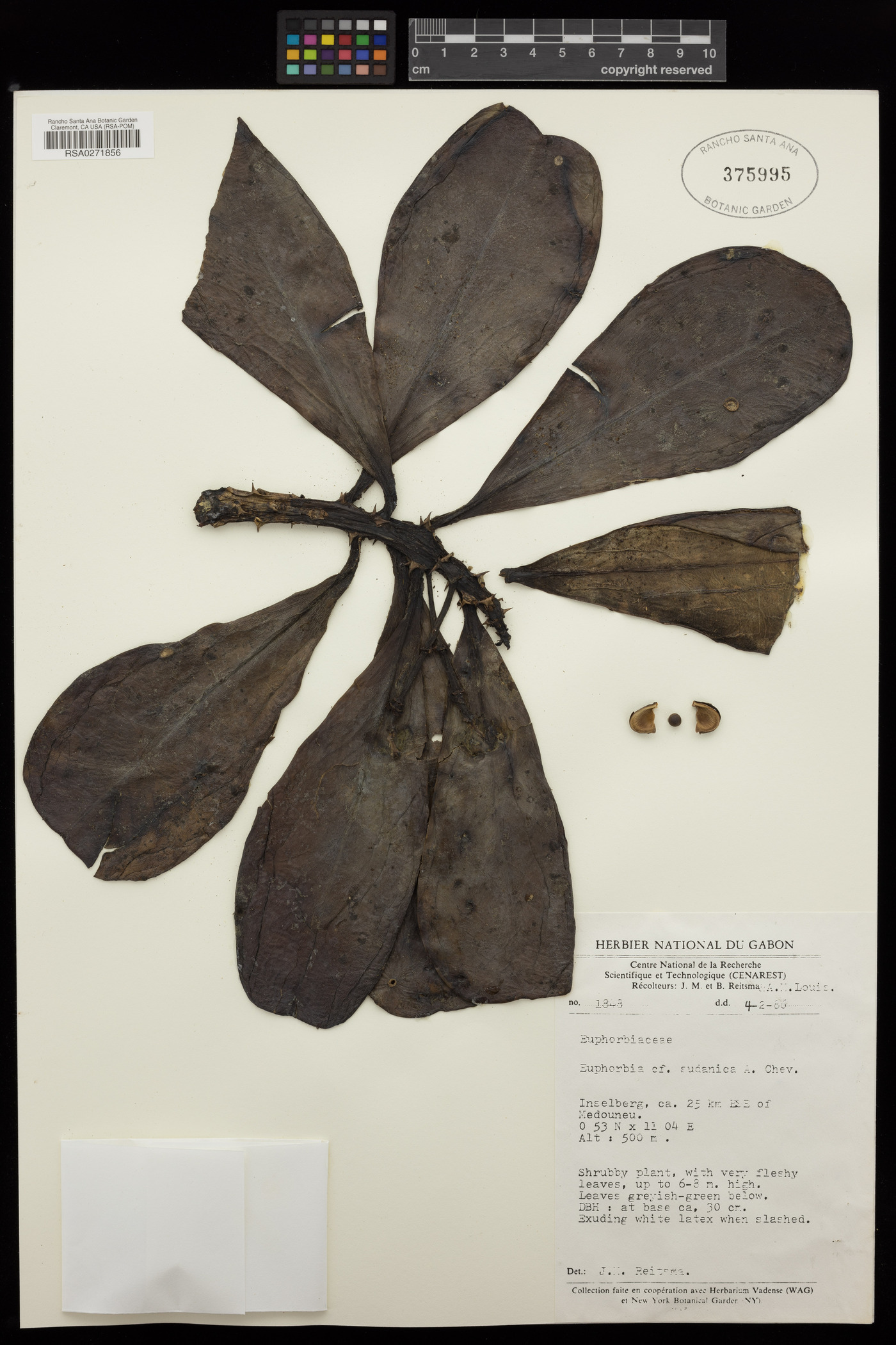 Euphorbia sudanica image