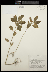 Euphorbia cyathophora image