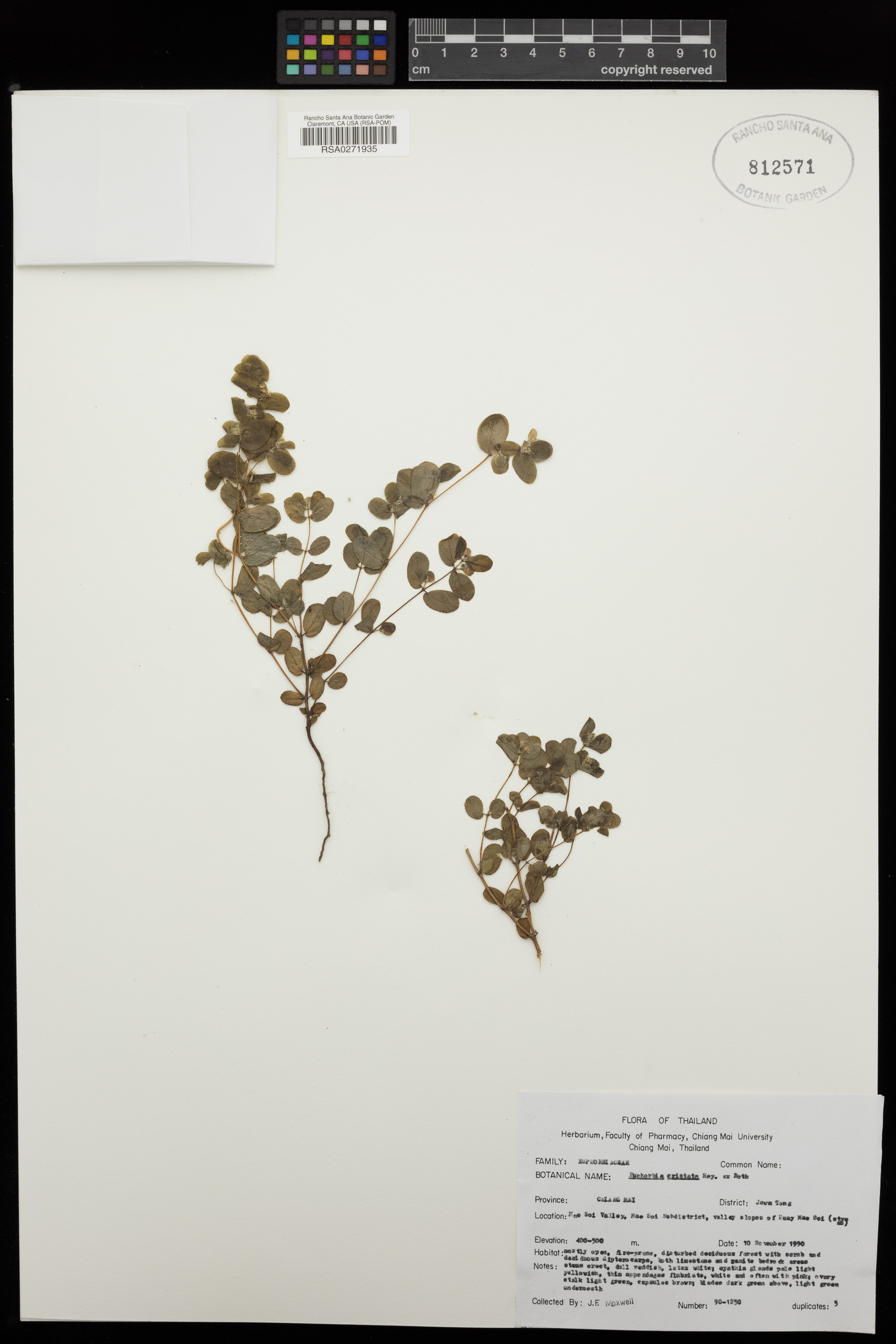 Euphorbia cristata image