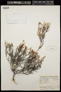 Image of Andersonia parvifolia