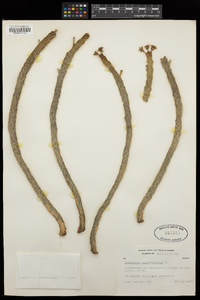 Euphorbia caput-medusae image