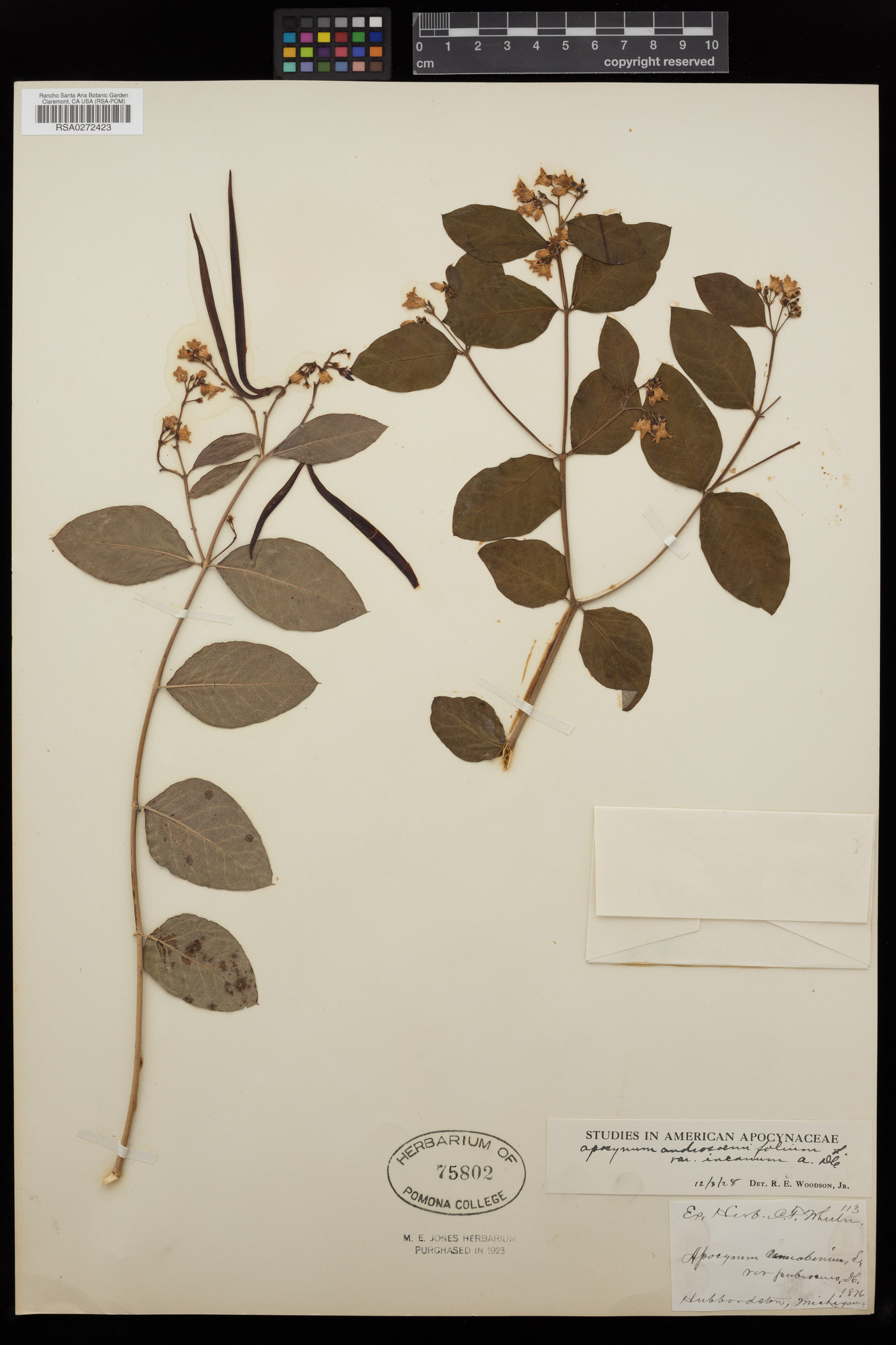 Apocynum androsaemifolium image