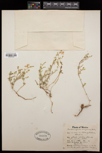 Carlowrightia arizonica image