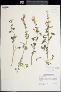 Salvia henryi image