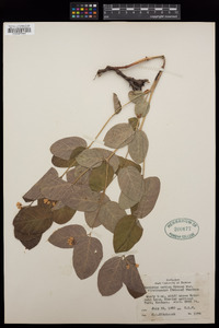 Apocynum × floribundum image