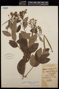 Apocynum × floribundum image