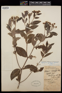 Apocynum × floribundum image