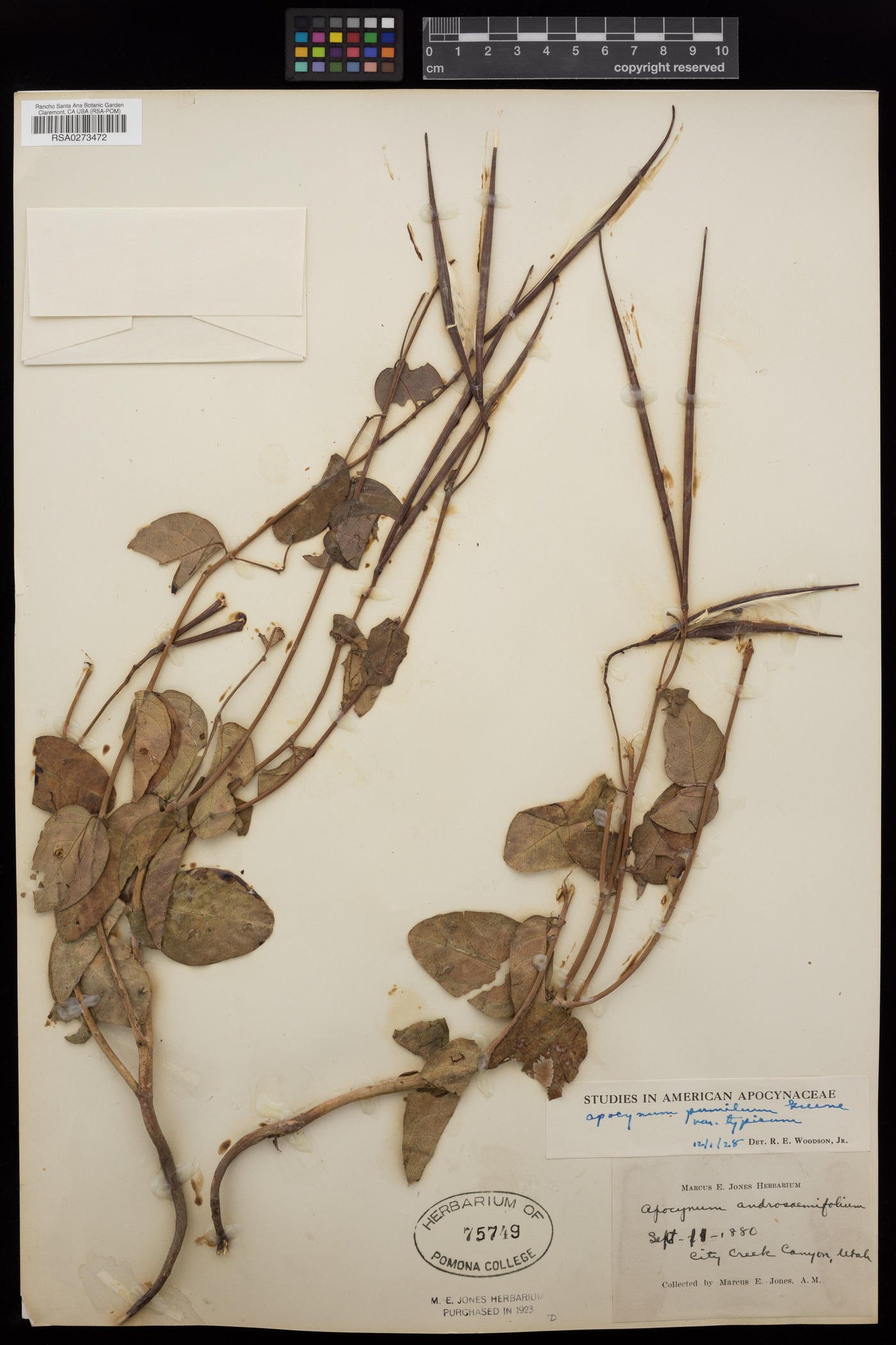 Apocynum androsaemifolium subsp. pumilum image