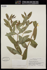 Apocynum cannabinum image