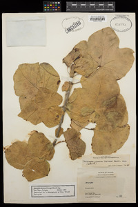 Jatropha cinerea image