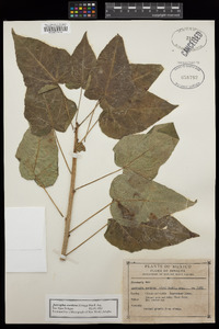 Jatropha cordata image