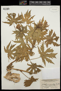 Jatropha macrorhiza image