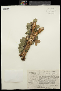 Jatropha neopauciflora image