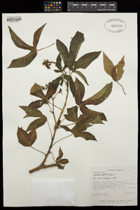 Jatropha gossypiifolia image