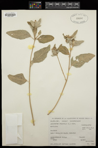 Croton argenteus image