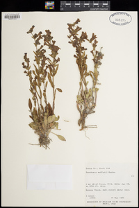 Penstemon moffatii image