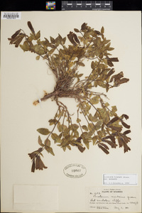 Penstemon montanus subsp. montanus image