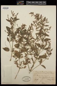 Mercurialis annua image