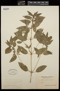 Mercurialis annua image