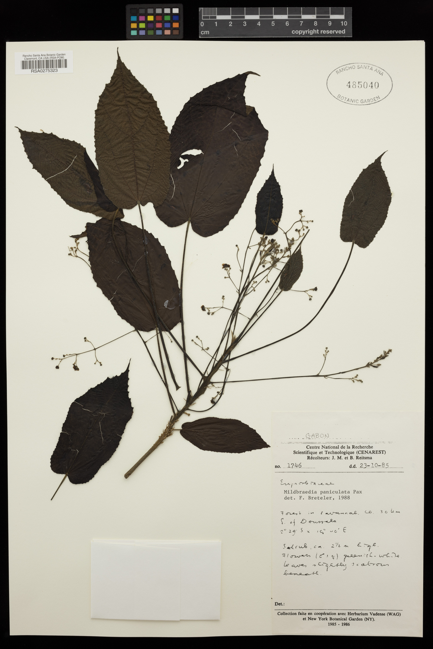 Plesiatropha paniculata image