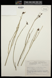 Pedilanthus cymbiferus image