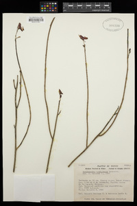 Euphorbia cymbifera image