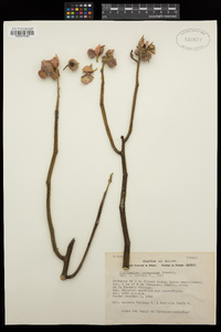 Pedilanthus tehuacanus image