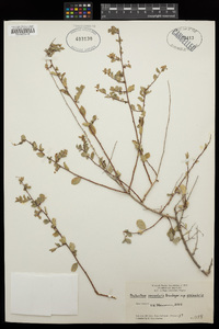 Phyllanthus peninsularis subsp. peninsularis image