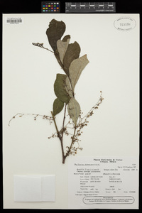 Phyllanthus glabrescens image