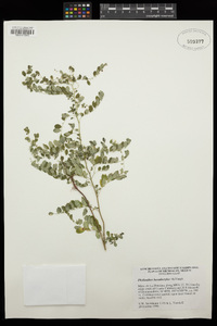 Phyllanthus hexadactylus image
