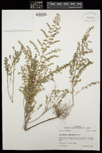 Phyllanthus caroliniensis image