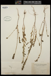 Phyllanthus avicularis image
