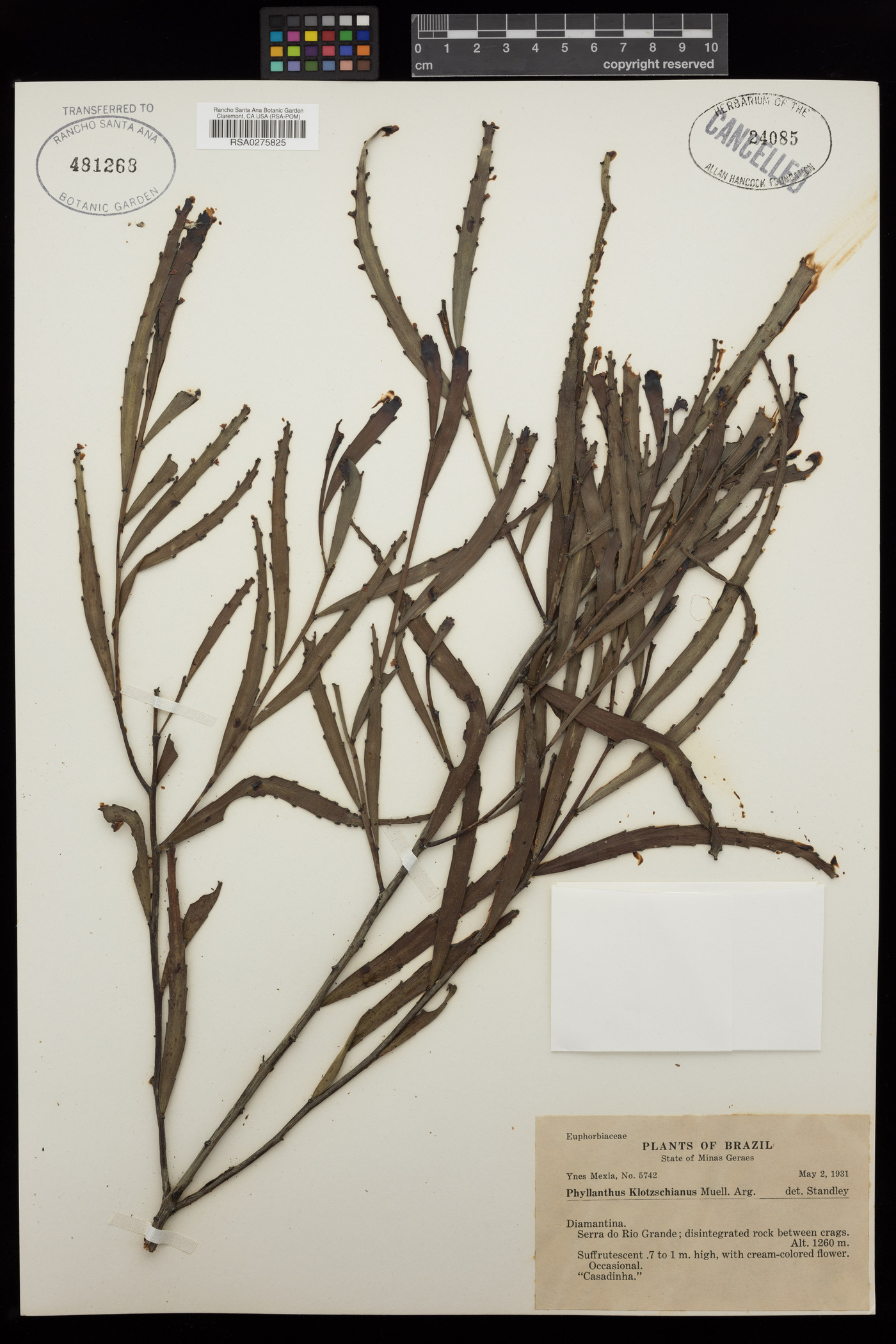 Phyllanthus robustus image