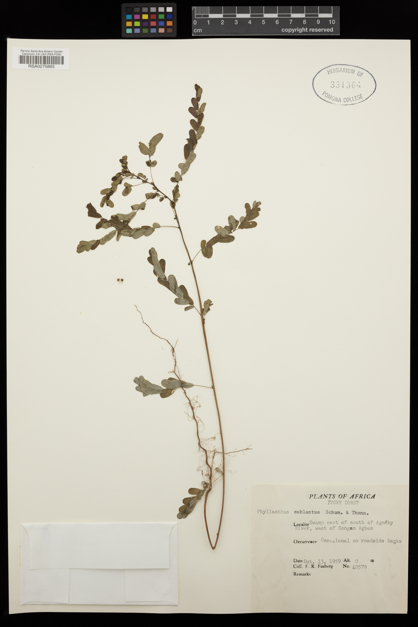 Phyllanthus sublanatus image