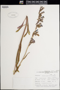 Penstemon pahutensis image