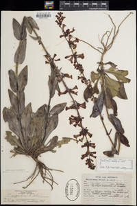 Penstemon parryi image