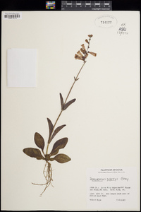 Penstemon parryi image