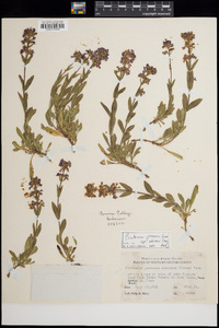 Penstemon procerus image