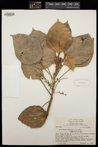 Image of Macaranga albescens