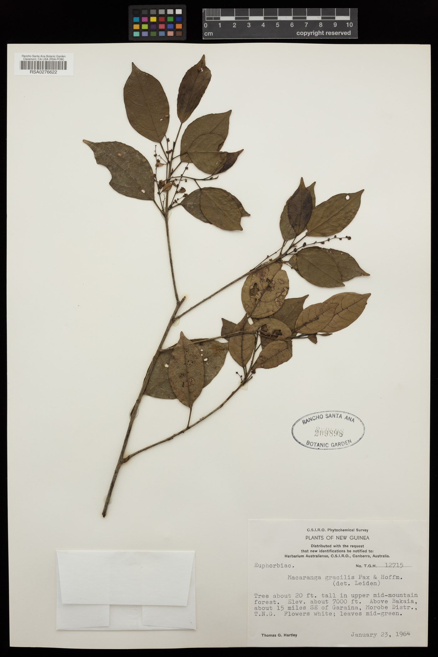 Macaranga gracilis image
