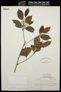Image of Macaranga gracilis