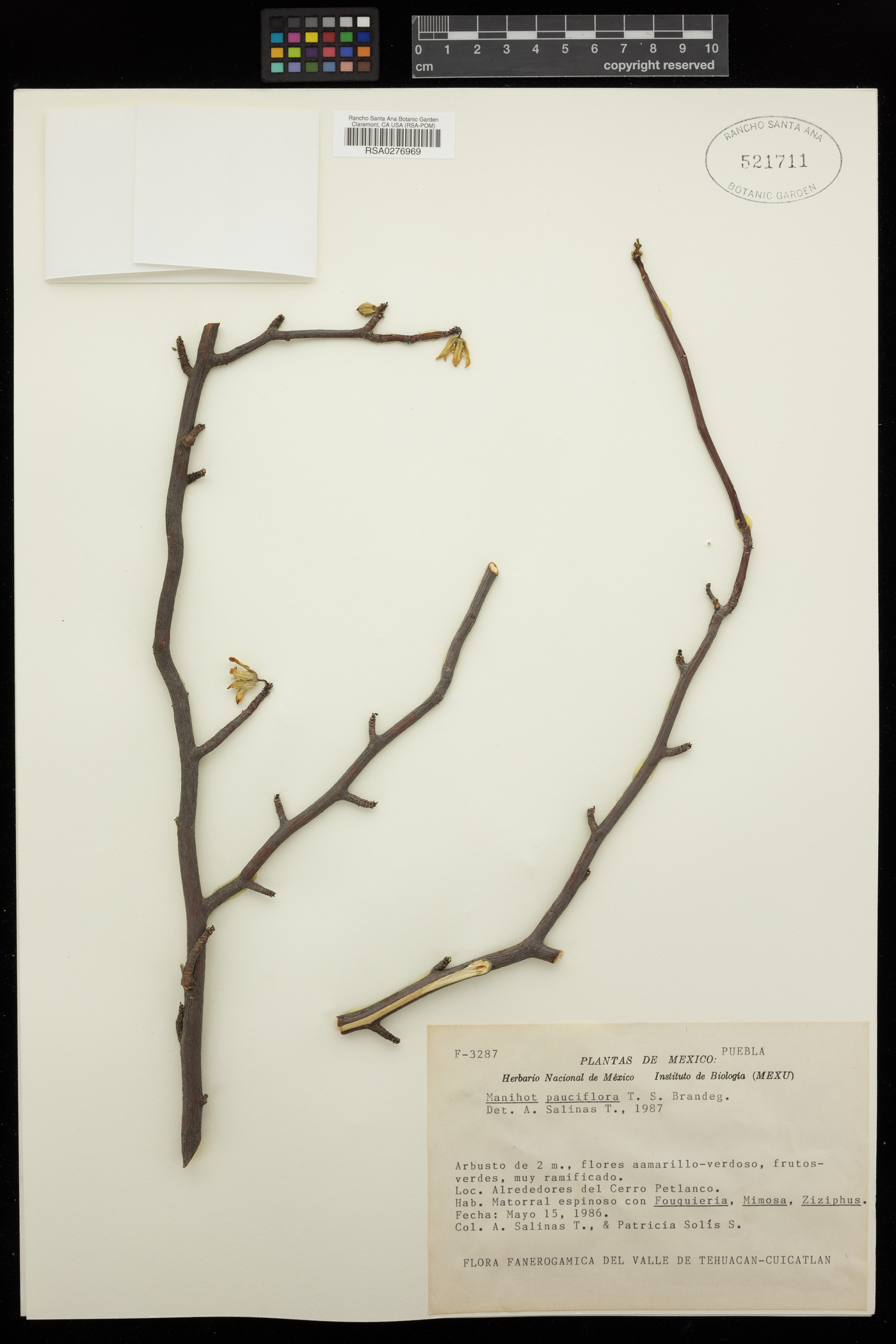 Manihot pauciflora image