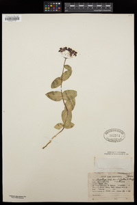 Asclepias cordifolia image