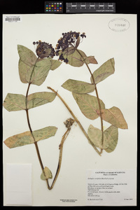 Asclepias cordifolia image